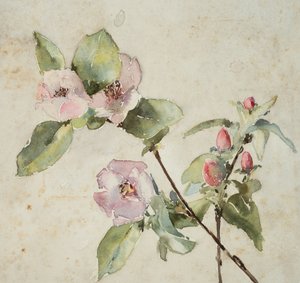 Grener av rosa blomster (akvarell på papir)
