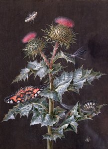 En studie av en tistel med insekter (gouache) (se også 51756)