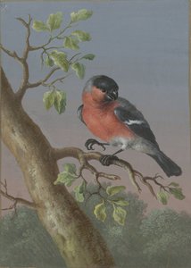 Bullfinch Fire gouacher av fugler (serietittel)