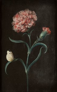 Sett med fire stilleben med sommerfugler (gouache på papir lagt på panel)