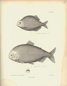 Characidae, Pl. XLVII, stål gravert av Coutant etter en gravering av Nicola Huet (1770-1827), illustrasjon fra 'Samling av observasjon av zoologi og komparativ anatomi, andre del', av Al. V.