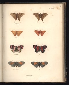 Lepidoptera, Pl. XXXVII, illustrasjon fra 