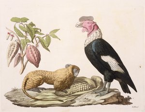 Løveape og kondor, hjemmehørende i Chile eller Ecuador, fra 