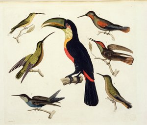 Innfødte fugler, inkludert tukanen (i midten), Amazonas, Brasil, fra 