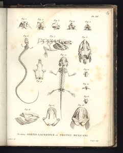 Skjelettene til Strenis Lizard og Proteus fra Mexico, plate XIV, Osteology of the Sirenomelia and Axolotl