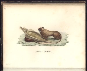 Simia leonina, Pl.V, illustrasjon fra, Observasjoner fra zoologi og komparativ anatomi samlet på en reise til de tropiske landene på det nye kontinentet, i årene 1799, 1800, 18 av Baron Friedrich Alexander von Humboldt