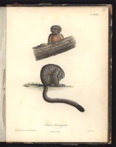 Simia trivirgata, Pl.XXVIII, stål gravert av Louis Bouquet (1765-1814) etter en gravering av Nicola Huet (1770-1827), illustrasjon fra 
