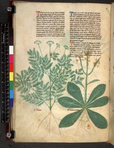 Egerton 747 f.101v Treatise on Herbs, c.1280-1310 (blekk og farge på vellum) av Bartholomaei Mini de Senis