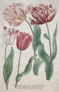 Tulipaner av Bartholomaus Seutter