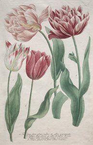Tulipaner. av Bartholomaus Seutter