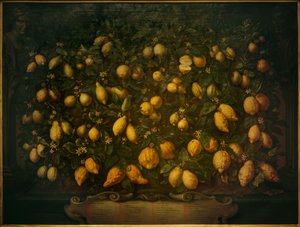 Bitre appelsiner, sedertresitroner og sitroner