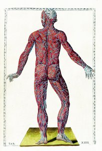 Anatomiske tabeller av Bartolomeo Eustachi