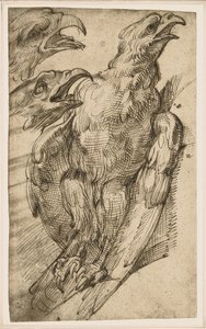 Studie av en ørn av Bartolomeo Passarotti