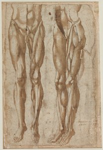 To studier av en flådd mann (rekto) av Bartolommeo da Arezzo