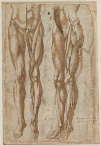 Two Studies of a Flayed Man recto Study of a Flayed Torso verso, 1554. av Bartolommeo da Arezzo