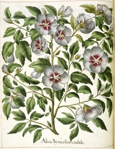 Alcca Syriaca, fra 'Hortus Eystettensis' av Basilius Besler