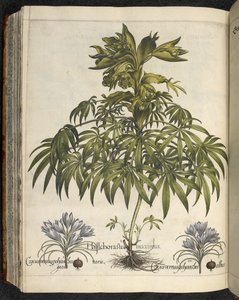 Helleborus, Illustrasjon fra 'Hortus Eystettensis, sive diligens et accurata omn', ca. 1613 (farget gravering) av Basilius Besler