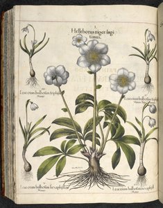 Helleborus niger, Illustrasjon fra 