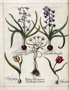 Hyasint og tulipan, fra 
