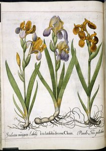 Iris, fra 