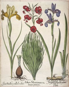 Iris, fra 
