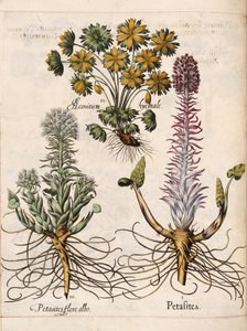 Petasites, fra 