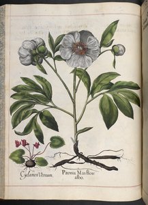 Plate 106: Cyclamen Vernum, Paonia Mas flore albo, fra Hortus Eystettensis, av Basilius Besler