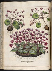 Plate 348: Cyclamen. Hortus Eystettensis, ... Basilius Besler, 1613 av Basilius Besler