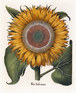 Den vanlige solsikke, Flos Solis Maior