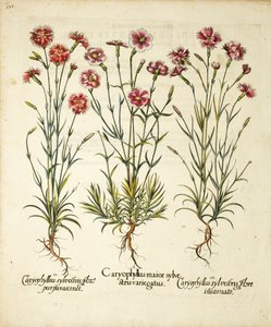 Varianter av Caryophyllus Sylvestris publisert i Hortus Eystettensis, 1613 av Basilius Besler