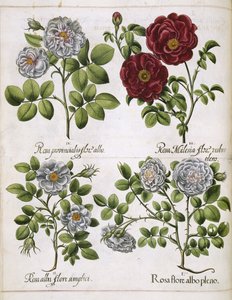 Hvit og rød rose, fra 