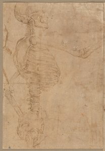Halvlengde skjelett i profil, tidlig på 1540-tallet.