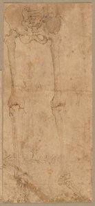 Nedre halvdel av skjelett fra fronten, tidlig på 1540-tallet. av Battista Franco