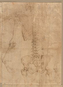 Øvre halvdel av skjelett fra baksiden, tidlig på 1540-tallet. av Battista Franco