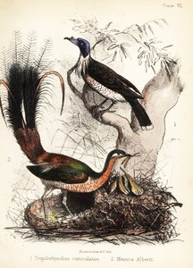 Friarbird og lyrebird. 1855 (litografi) av Bauerrichter