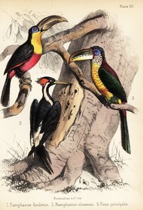 Grønnnebbet tukan, krøllete aracari og elfenbensnebb 1855 (litografi)
