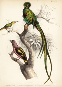 Jamaicansk tody, strålende quetzal og båndnebb. 1855 (litografi)
