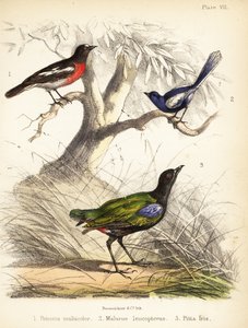 Stillehavsrobin, hvitvinget elver og regnbuepita. 1855 (litografi)