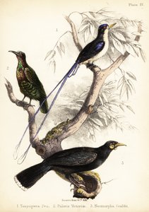 Paradiskongefugl, Victorias riflebird og utdødd huia. 1855 (litografi)