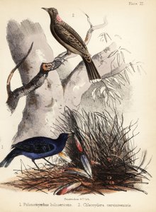 Sateng og fawn-breasted bowerbirds. 1855 (litografi)
