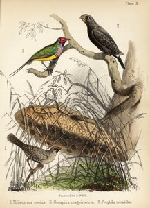 Omgjengelig vever, stor jordfink og Gouldian fink. 1855 (litografi)