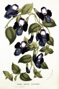 Torenia Asiatica pulcherrima, fra 