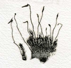 Budding Moss, 2014, (tregravering på gampi)
