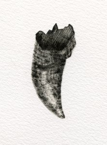 Feline Tooth, 2014, (tregravering på papir) av Bella Larsson