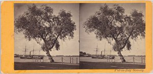 Willow Tree. Plantet av Com. Perry og andre overlevende fra slaget ved Lake Erie, for å markere gravstedet til de drepte. av Benedict