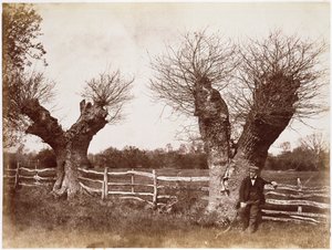 A Hedgerow Tree, 1852 (albumtrykk)