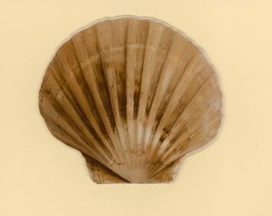 Illustrasjon for hefte med tittelen Sea Shells (color litho)