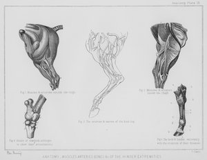 Anatomi, muskler arterier, bein etc av de bakre ekstremiteter (litho)