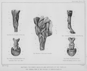 Anatomi, bein, muskler og arterier i forbenet (litho)