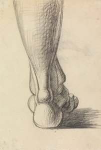 Anatomisk studie av hælen på en fot
